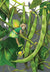 Bush Bean Seeds - Roma II