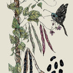 Pole Bean Seeds - Cherokee Trail of Tears - Sow True Seed