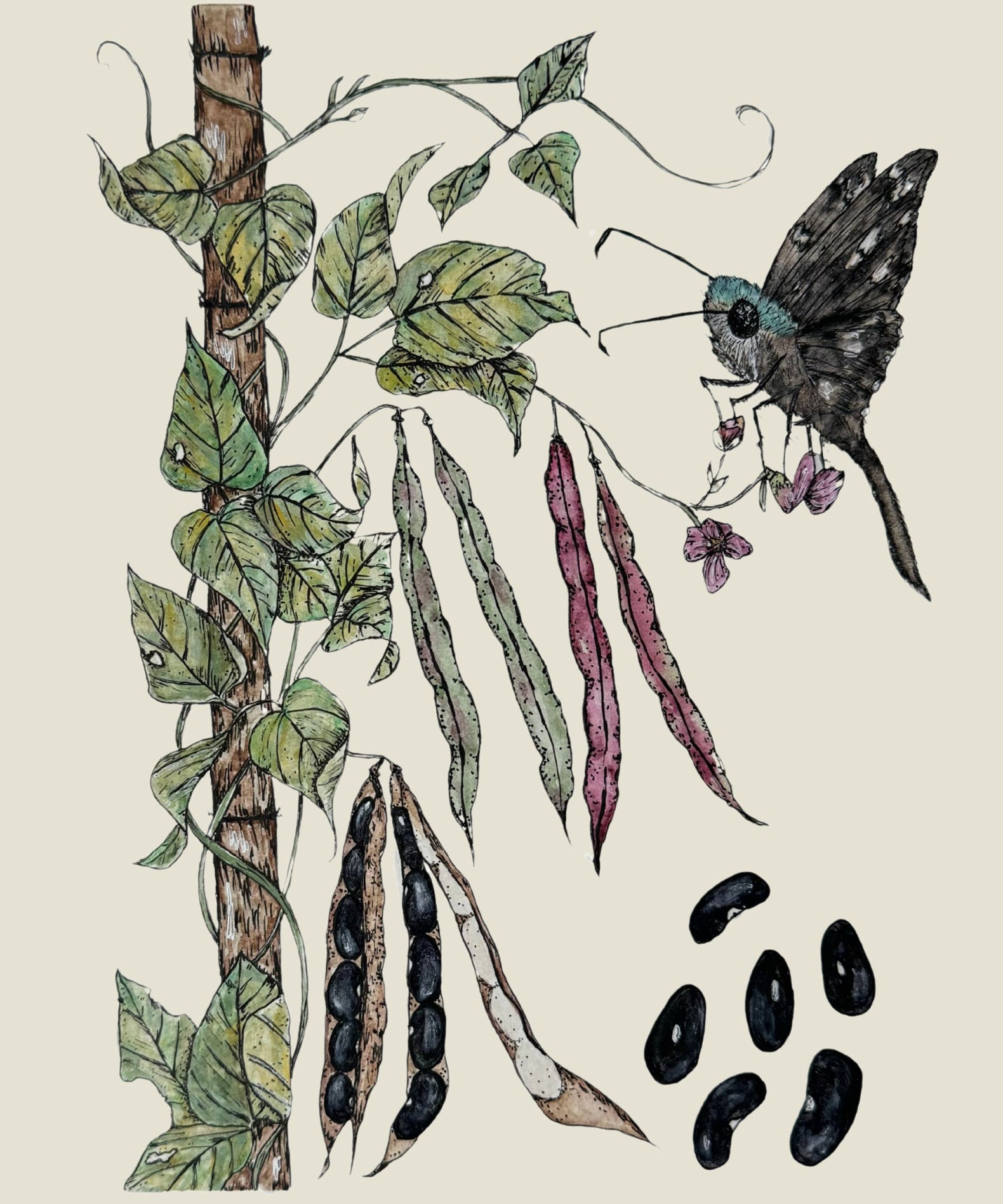 Pole Bean Seeds - Cherokee Trail of Tears - Sow True Seed