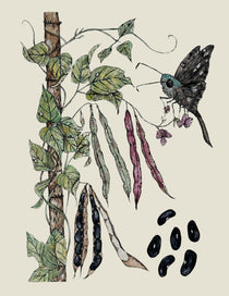 Pole Bean Seeds - Cherokee Trail of Tears - Sow True Seed