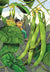 Pole Bean Seeds - Kentucky Wonder