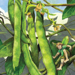 Pole Bean Seeds - Lazy Wife Greasy - Sow True Seed