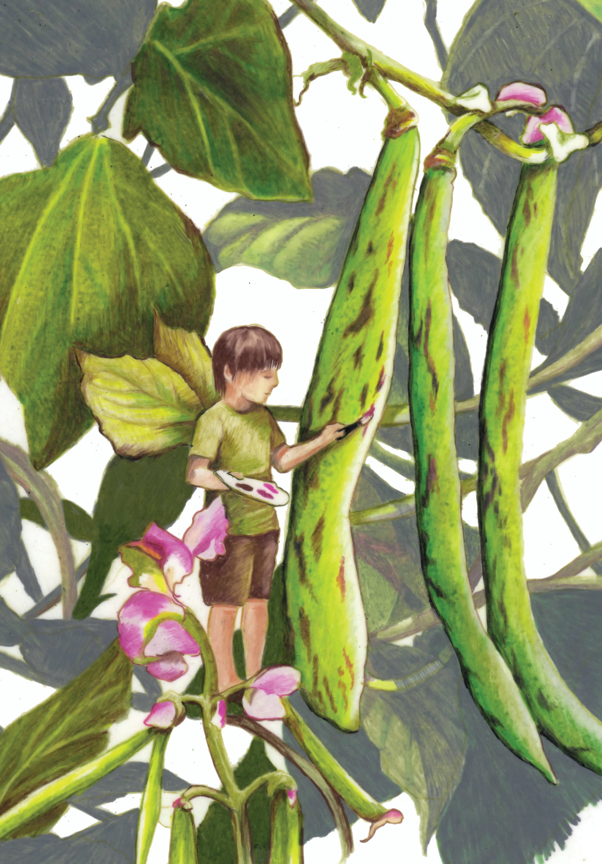 Pole Bean Seeds - Rattlesnake - Sow True Seed