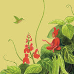 Runner Bean Seeds - Scarlet Emperor - Sow True Seed