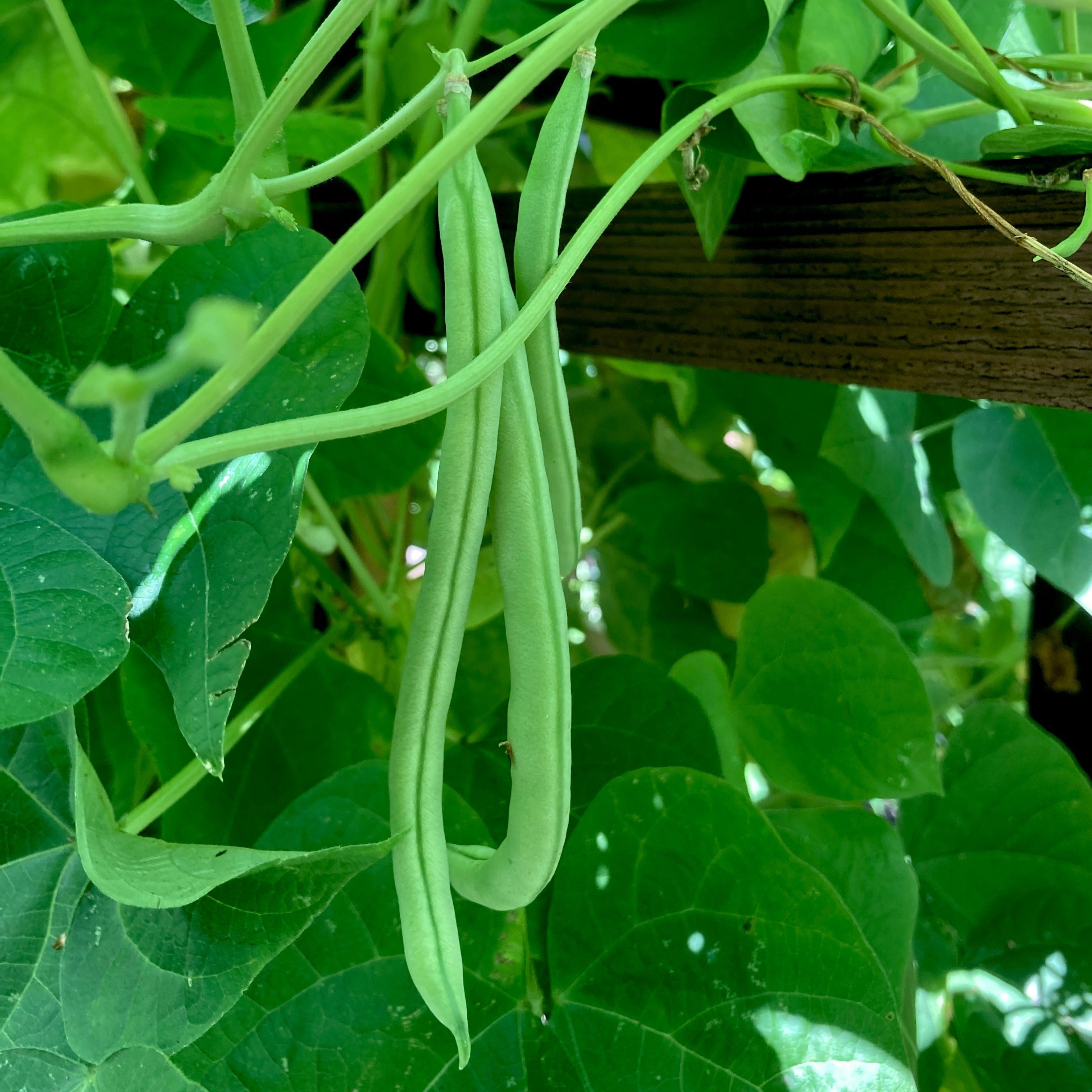 Pole Bean Seeds - Bunch | Sow True Seed