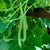 Pole Bean Seeds - Bunch - Sow True Seed