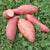 Bradshaw Sweet Potato - Sow True Seed