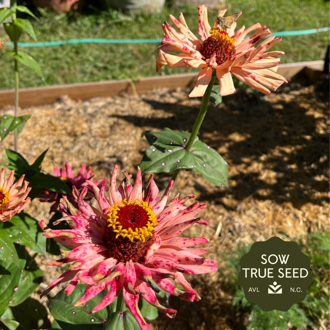 cactus flower seeds Cactus-Flowered Mix Zinnia Seeds | Sow True Seed
