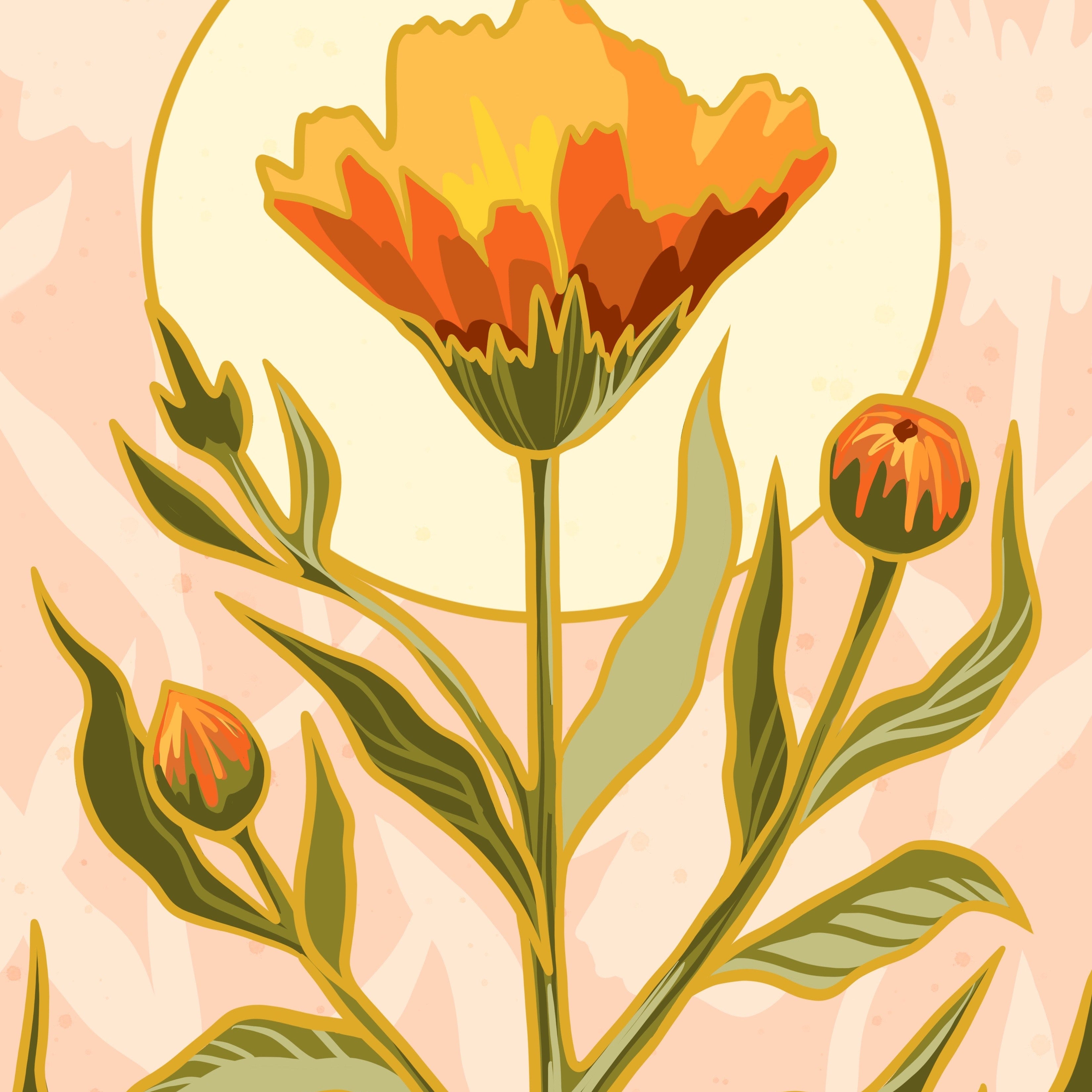 Calendula Seeds - Erfurter Orange - Sow True Seed