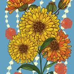 Calendula Seeds - Pacific Beauty - Sow True Seed