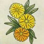Calendula Seeds - Resina, ORGANIC - Sow True Seed