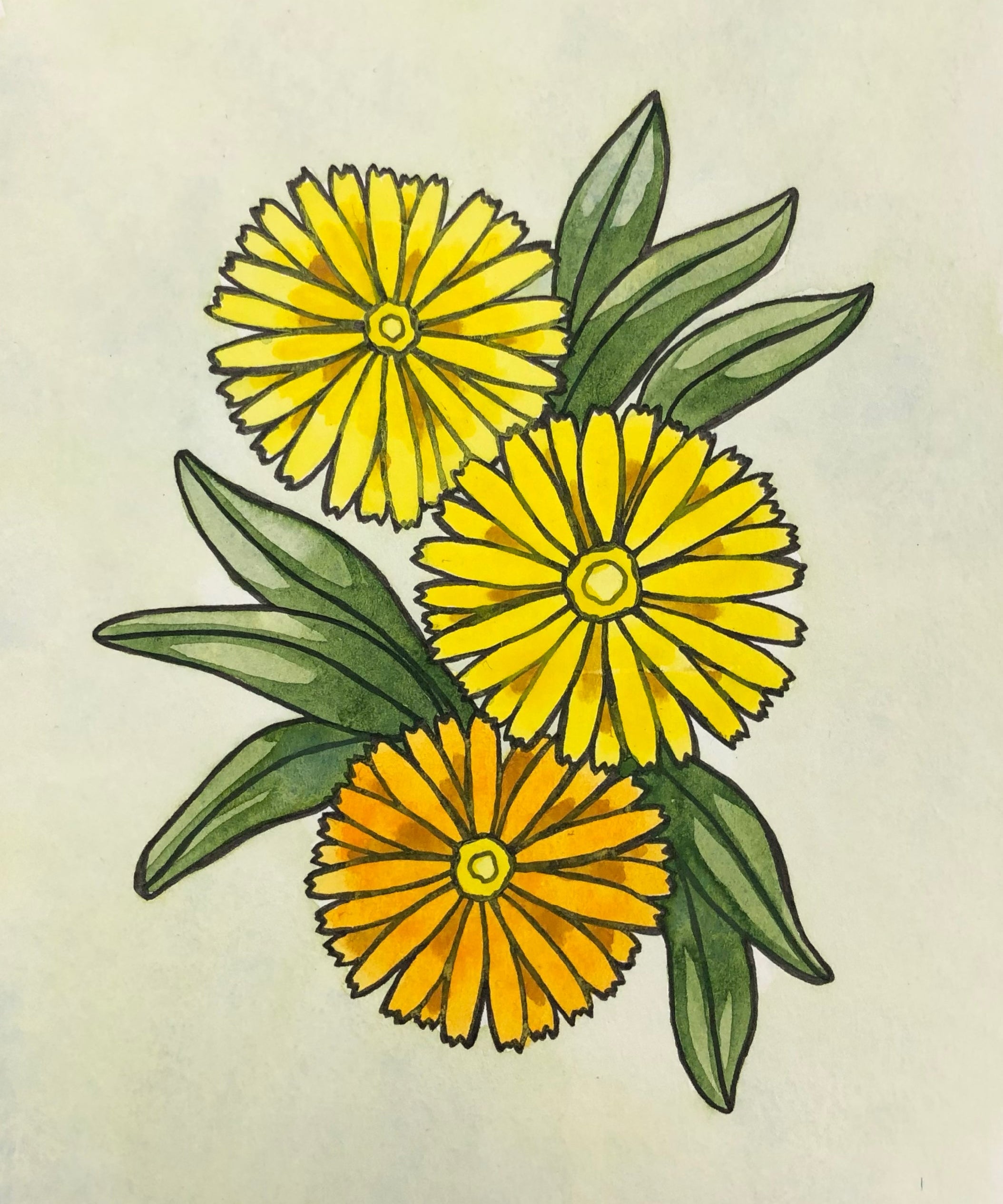 Calendula Seeds - Resina, ORGANIC - Sow True Seed