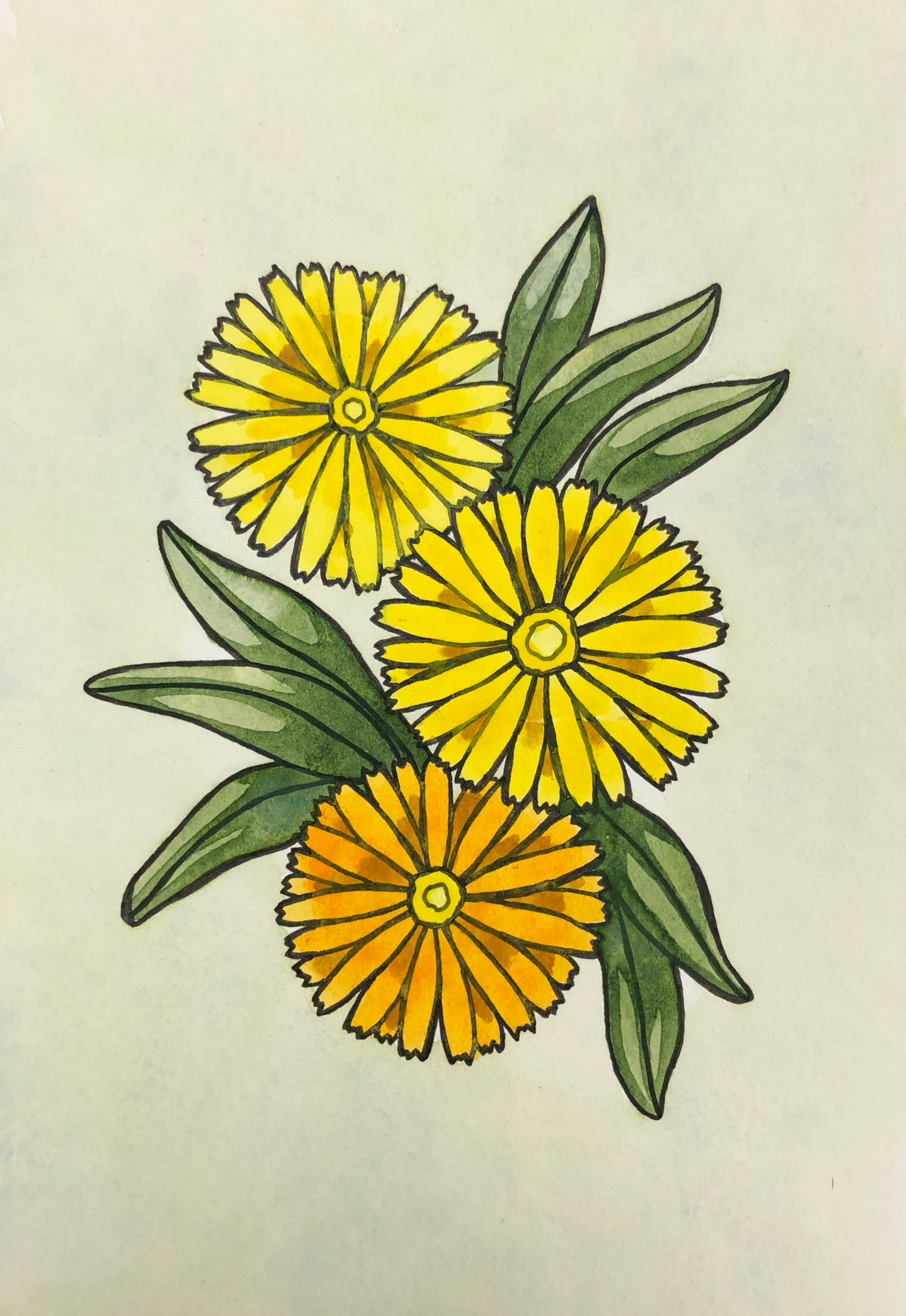 Calendula Seeds - Resina, ORGANIC - Sow True Seed
