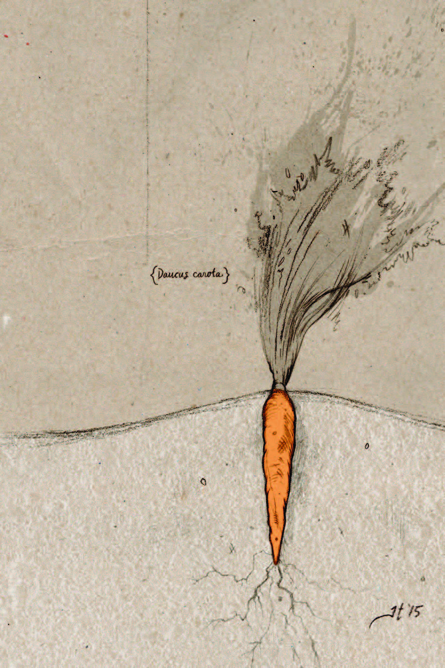 Carrot Seeds - Danvers 126 - Sow True Seed