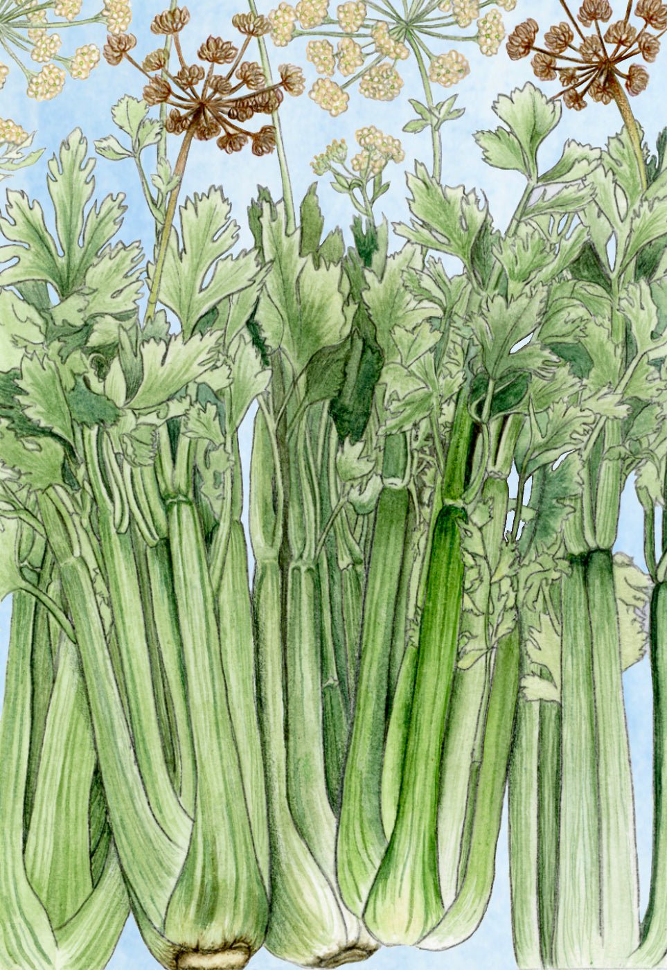 Celery Seeds - Tall Utah, ORGANIC - Sow True Seed
