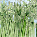 Celery Seeds - Tall Utah, ORGANIC - Sow True Seed