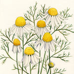 Chamomile Seeds - Bodegold - Sow True Seed