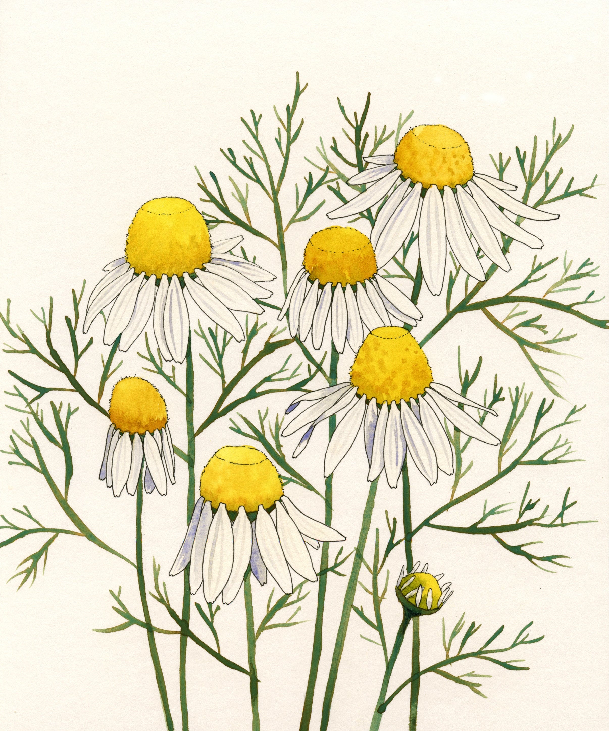 Chamomile Seeds - Bodegold - Sow True Seed