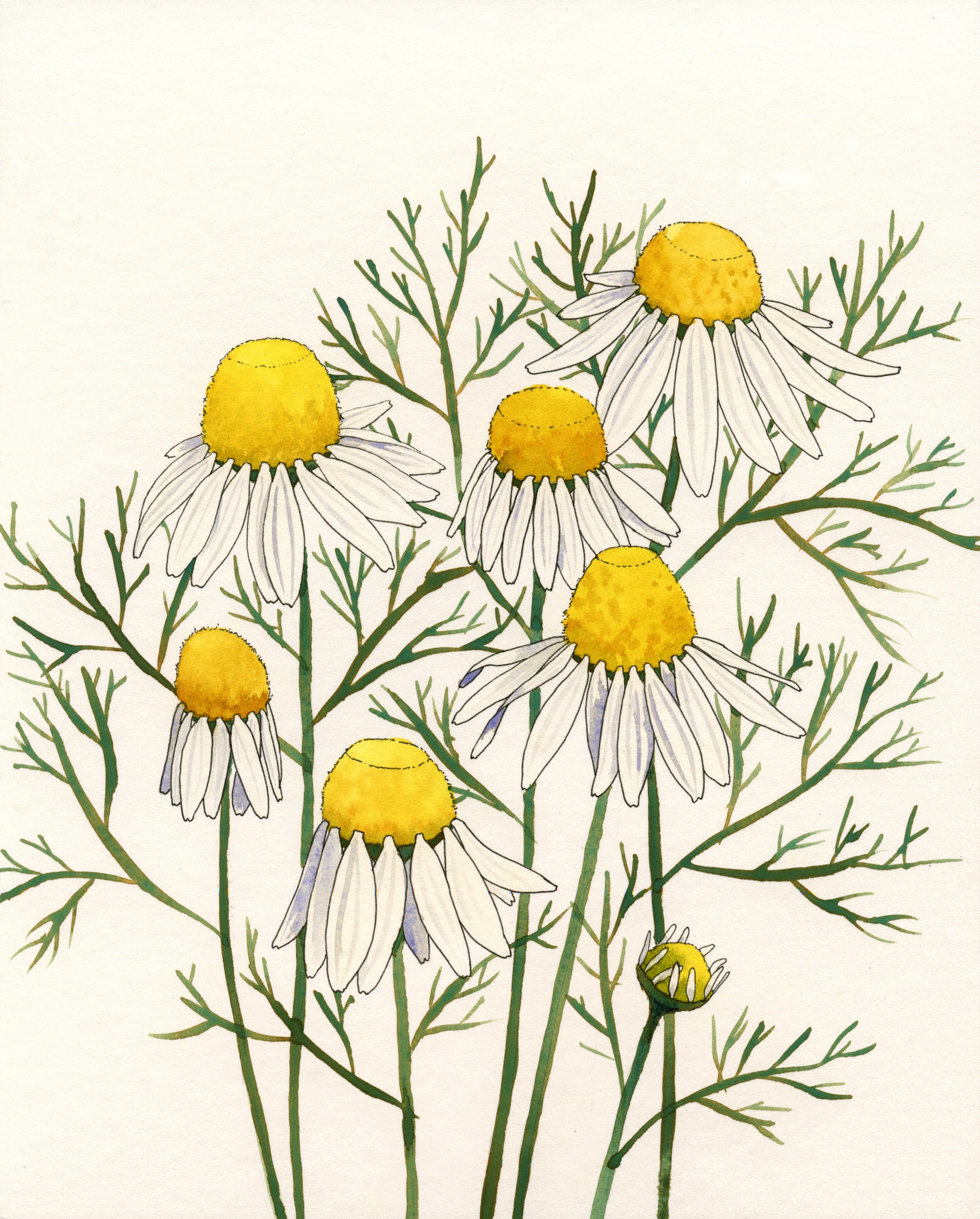 chamomile flower seeds Chamomile Seeds