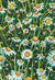Chamomile Seeds - Roman