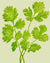 Cilantro Seeds, Santo