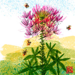 Cleome Seeds - Spider Flower - Sow True Seed