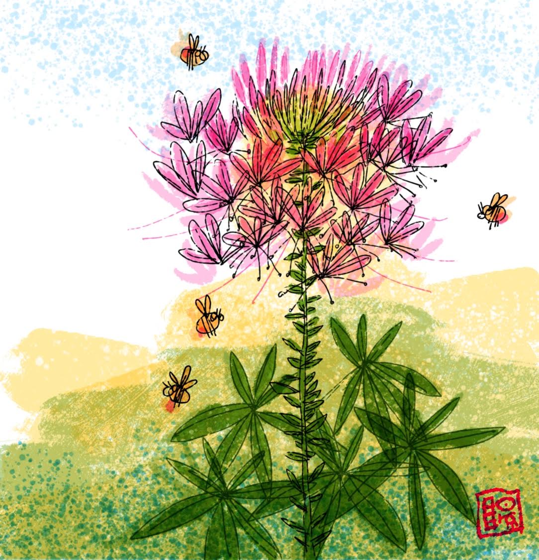 spider flower seeds for sale Cleome Seeds