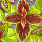Coleus Seeds - Rainbow Mix - Sow True Seed