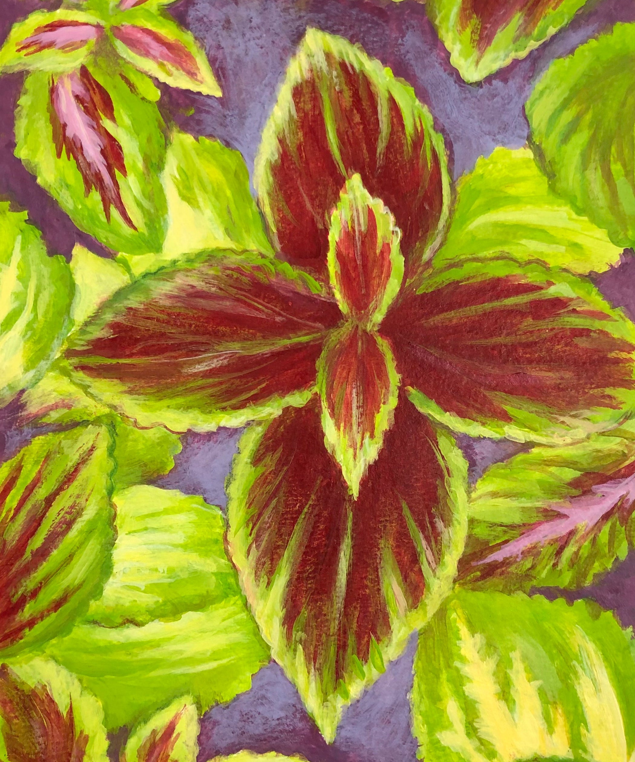 Coleus Seeds - Rainbow Mix - Sow True Seed