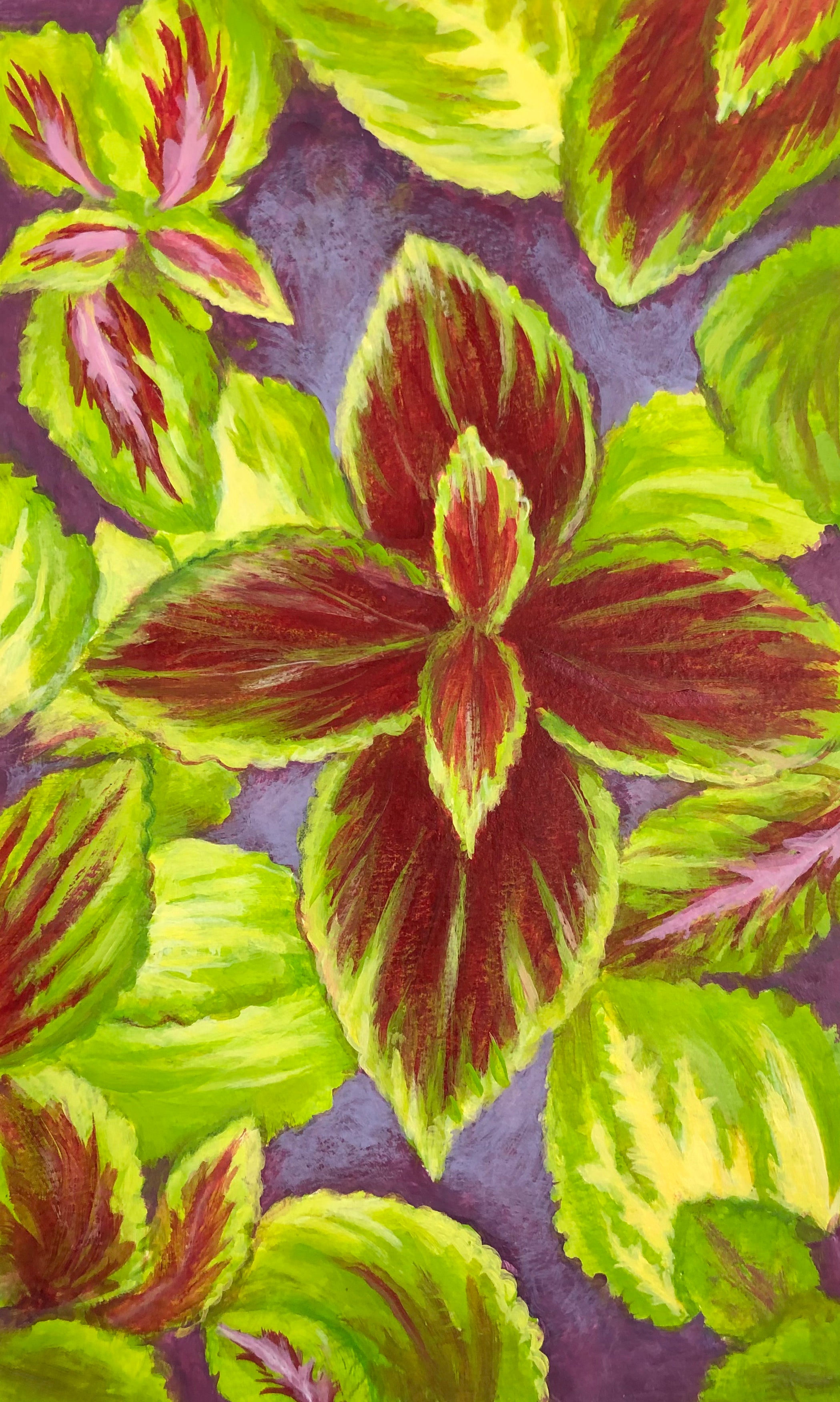 Coleus Seeds - Rainbow Mix - Sow True Seed