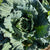 Collard Seeds - White Cabbage Collards - Sow True Seed