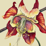 Columbine Seeds - Eastern Columbine - Sow True Seed