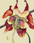 Columbine Seeds - Eastern Columbine