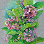 Milkweed Seeds - Common - Sow True Seed