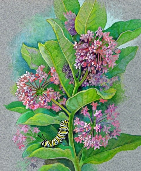 milkweed from seed to flower Milkweed seed- Common: Vanilla-scented flowers appear midsummer. – Sow True Seed