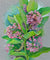 Milkweed Seeds - Common