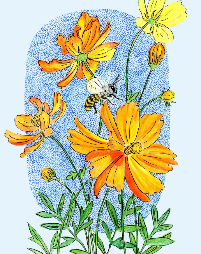 Cosmos Seeds - Bright Lights - Sow True Seed