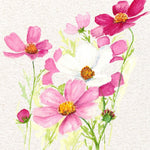 Cosmos Seeds - Sensation Mix - Sow True Seed