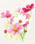 Cosmos Seeds - Sensation Mix