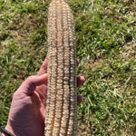 Dent Corn Seeds - Cown - Sow True Seed