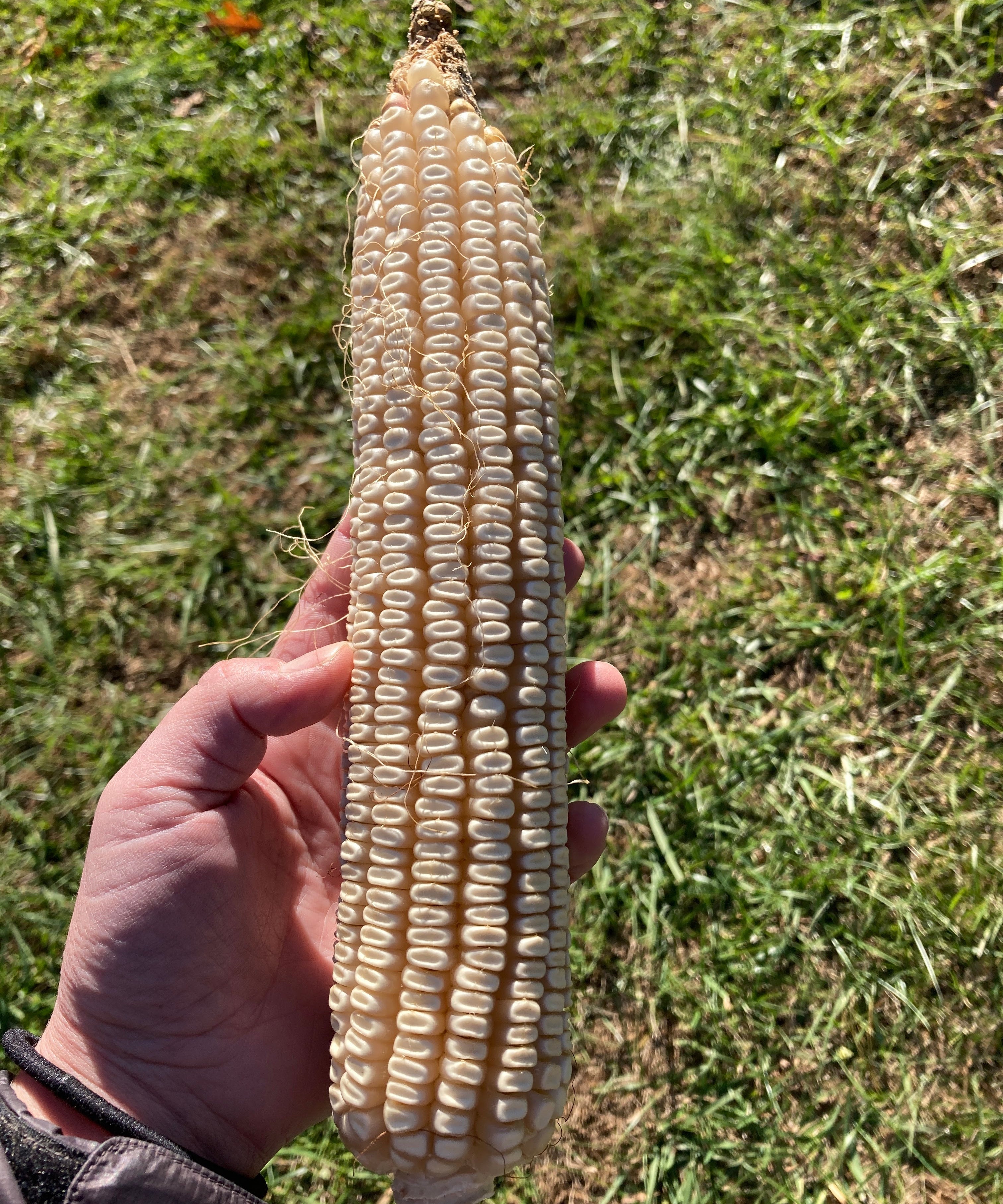 Dent Corn Seeds - Cown - Sow True Seed