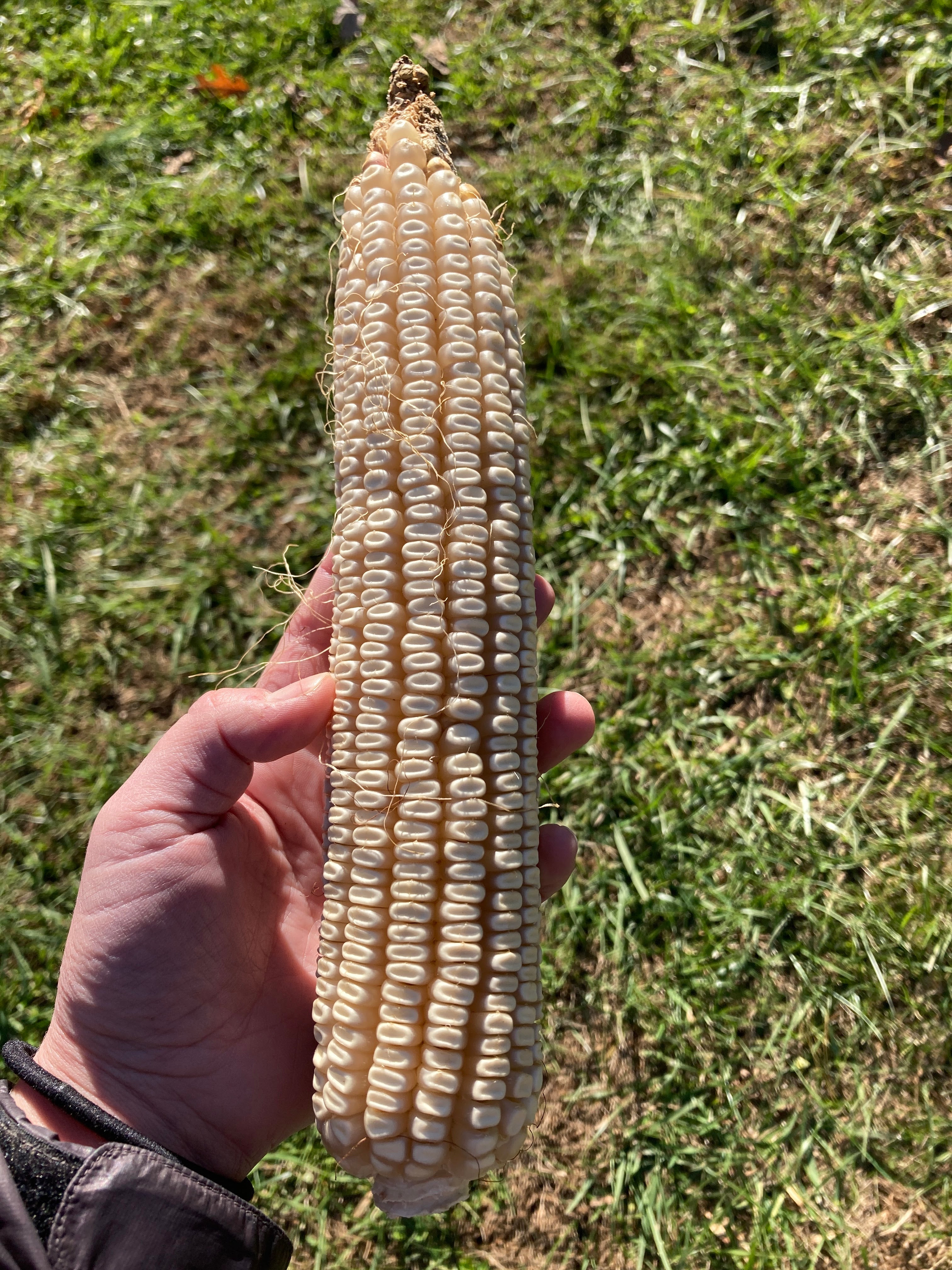 Dent Corn Seeds - Cown - Sow True Seed