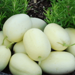 Specialty Cucumber Seeds - Dragon's Egg - Sow True Seed