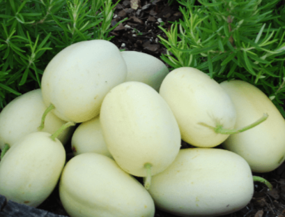 Specialty Cucumber Seeds - Dragon's Egg - Sow True Seed