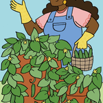 Pickling Cucumber Seeds - Bushy - Sow True Seed