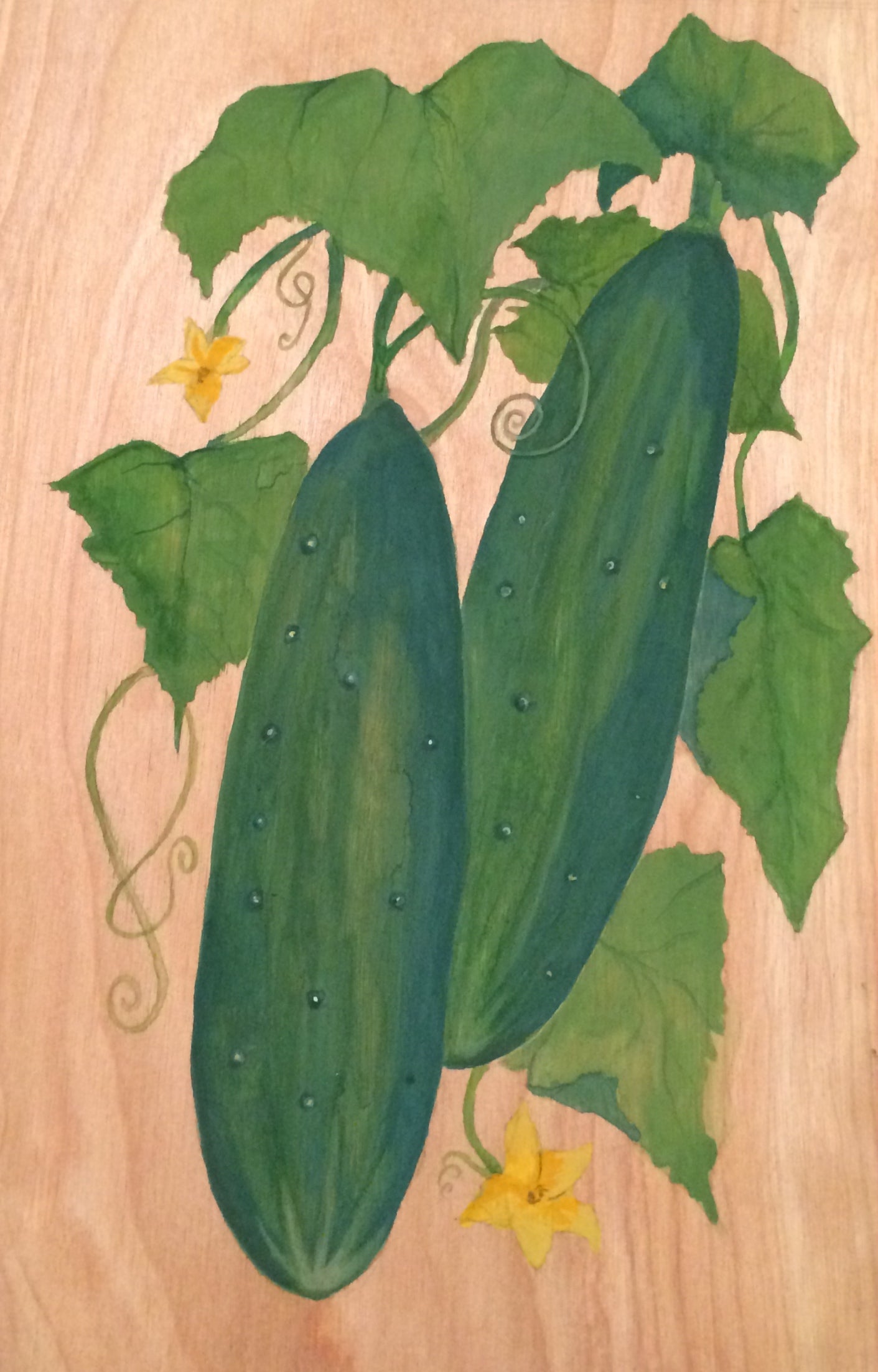 Slicing Cucumber Seeds - Marketmore 76 - Sow True Seed