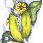 Pickling Cucumber Seeds - Puerto Rico 39 - Sow True Seed