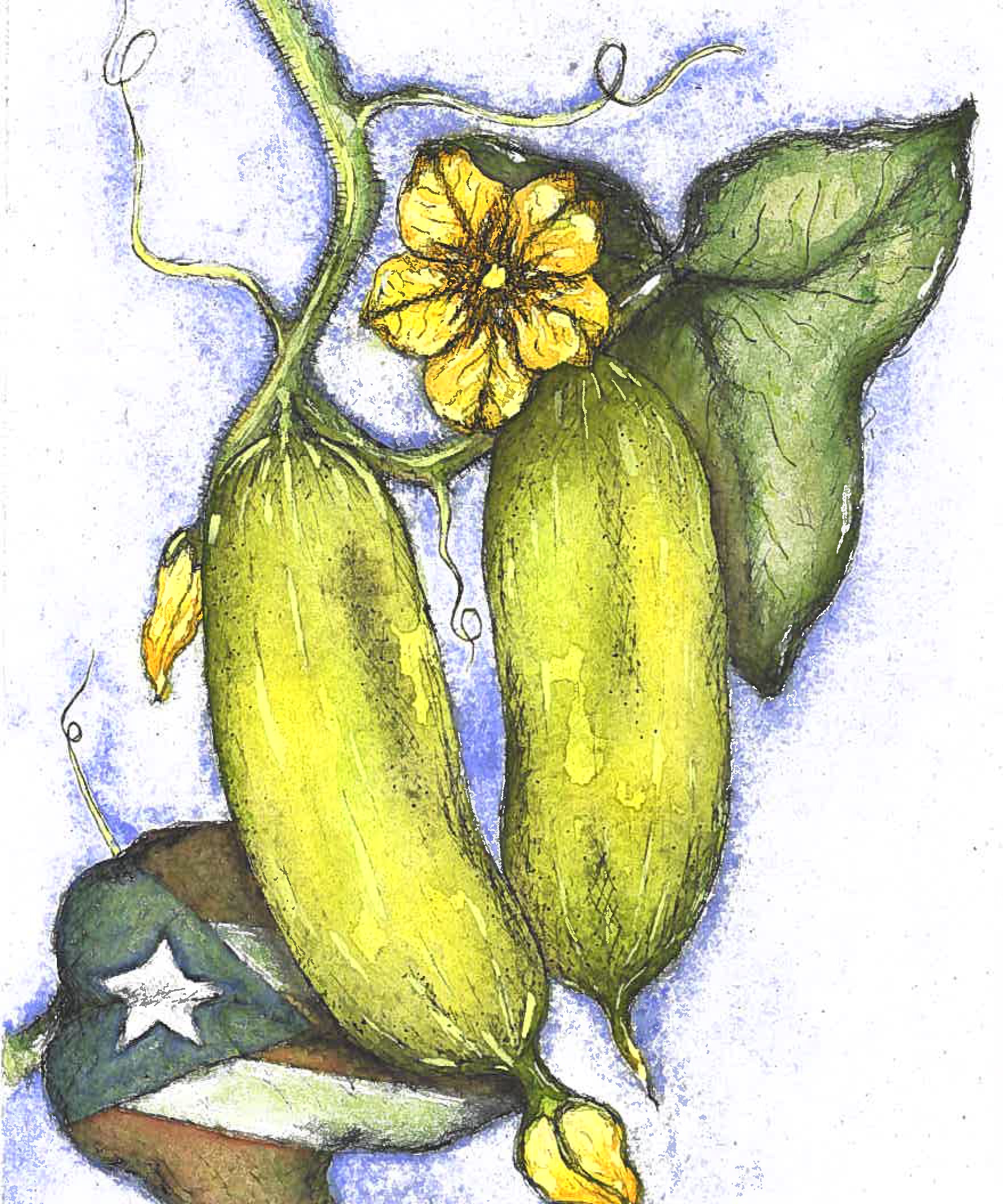 Pickling Cucumber Seeds - Puerto Rico 39 - Sow True Seed