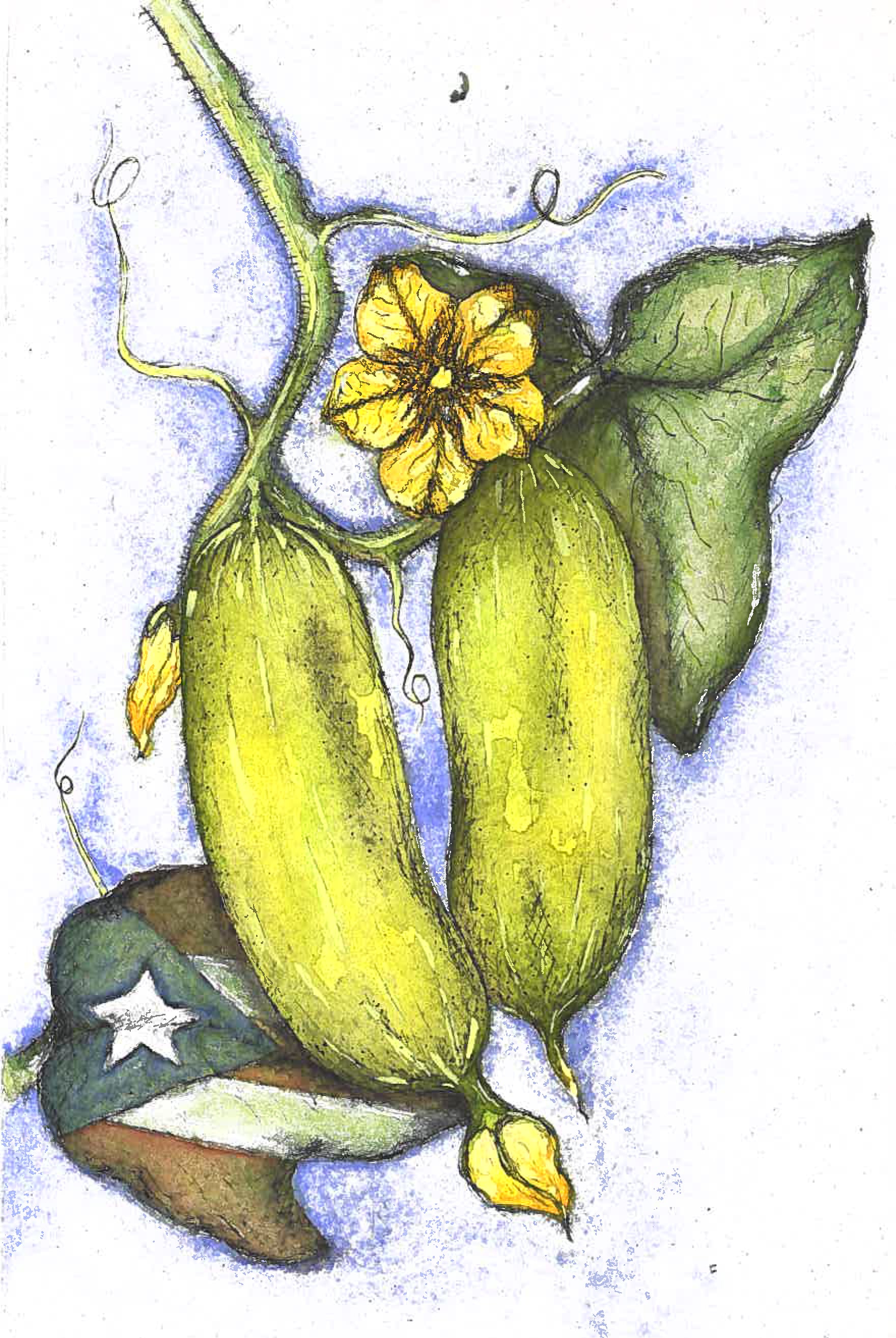 Pickling Cucumber Seeds - Puerto Rico 39 - Sow True Seed