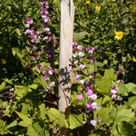 Hyacinth Bean - Purple - Sow True Seed
